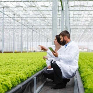 SAP agroalimentaire SucessFactor