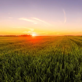 Agro SAP Public Cloud